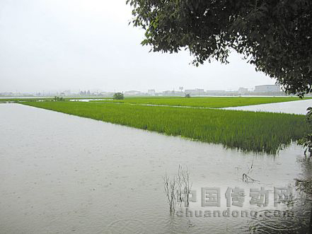圖為受淹的寧波余姚黃家埠糧食功能區(qū)，稻田受淹最深處有1.5米